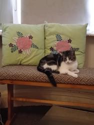Lost Female Cat last seen Between Westmoreland and Cumberland Ave,  just off park road ., Blackpool, England FY1