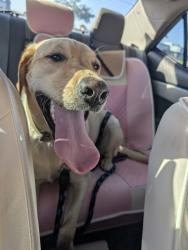 Found/Stray Female Dog last seen 70th and Thunderbird, Scottsdale, AZ 85254