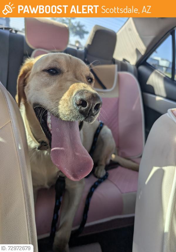 Found/Stray Female Dog last seen 70th and Thunderbird , Scottsdale, AZ 85254