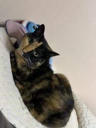 Lost Female Cat last seen S. Boeke St, Kansas City, KS 66103