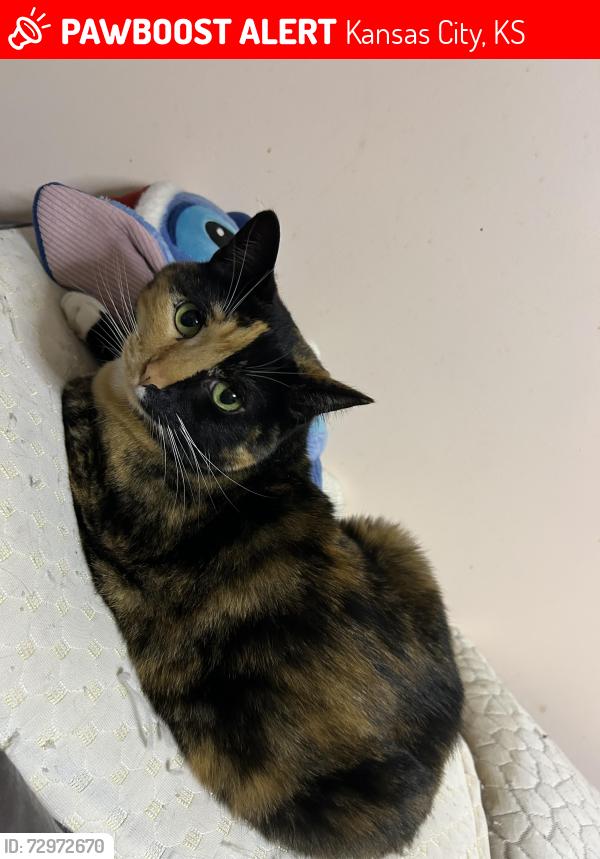 Lost Female Cat last seen S. Boeke St, Kansas City, KS 66103
