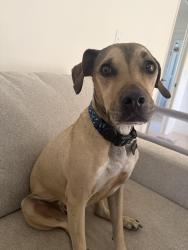 Reunited Male Dog last seen Kings Lake Blvd , Naples, FL 34112