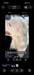Found/Stray Male Dog last seen Broadway and Austin Highway, San Antonio, TX 78209