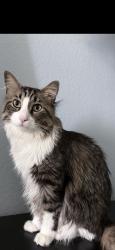 Reunited Male Cat last seen Jordan and Cottonwood , Parker, CO 80134