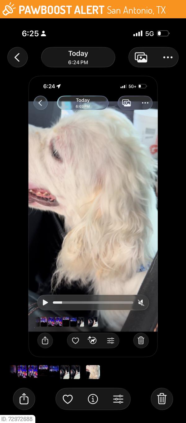Found/Stray Male Dog last seen Broadway and Austin Highway, San Antonio, TX 78209