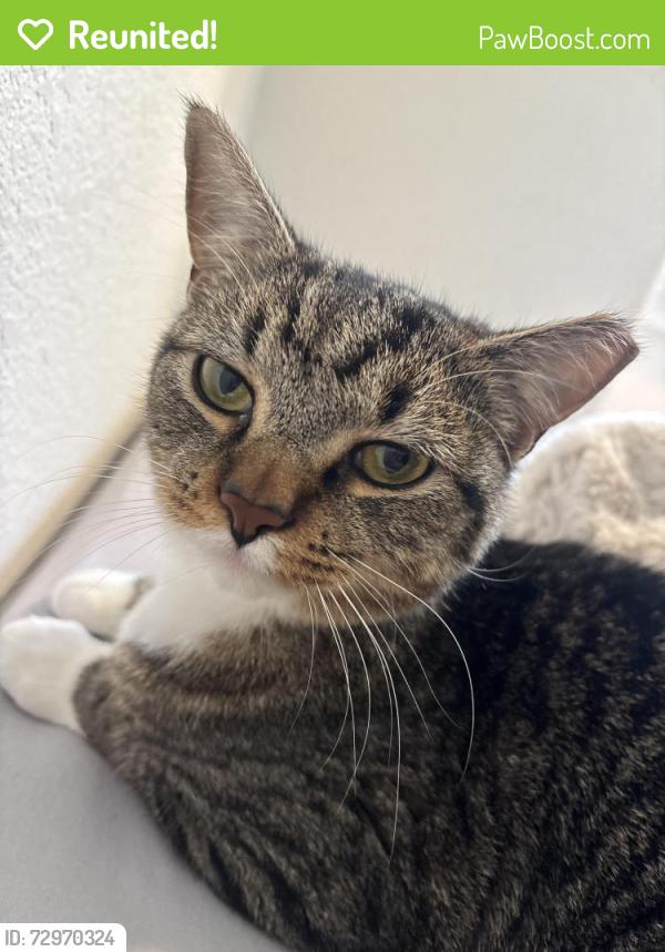 Reunited Female Cat last seen danville blvd & south main, Alamo, CA 94507