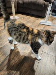Reunited Female Cat last seen Near Shawnee St, Houston, TX 77034, USA, Houston, TX 77034