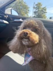 Reunited Female Dog last seen Flora grove, tulip grove, crestview community in hermitage, tn, Nashville, TN 37076