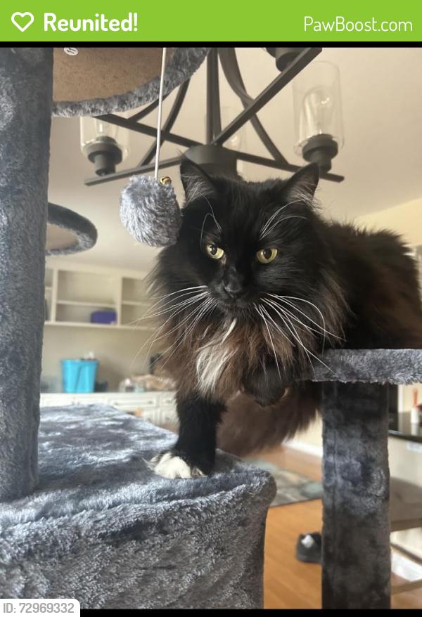 Reunited Male Cat last seen Cooper/Ray, Chandler, AZ 85225