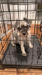 Reunited Unknown Dog last seen Tarheel Rd by Creek Crossing development , Benson, NC 27504
