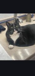 Lost Male Cat last seen Allendale and Keizer, Keizer, OR 97303