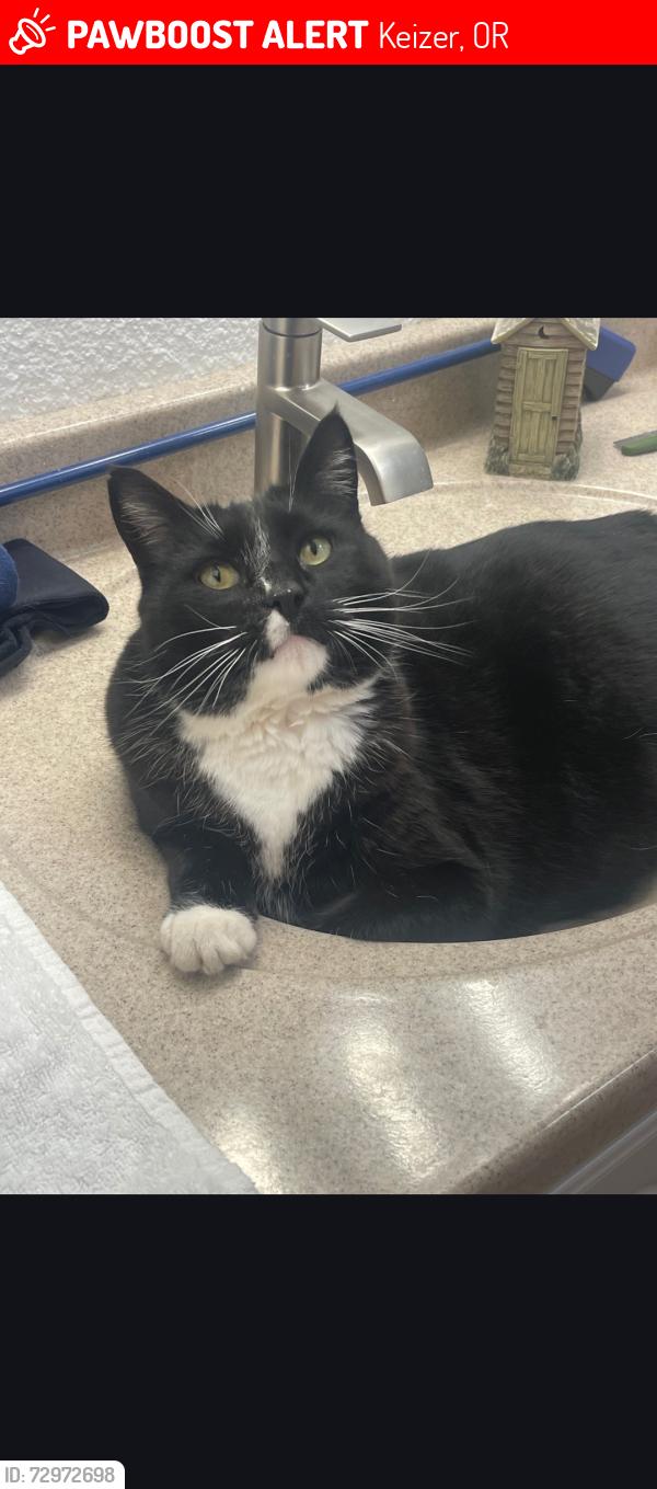 Lost Male Cat last seen Allendale and Keizer, Keizer, OR 97303