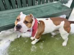 Shelter Stray Male Dog last seen NEW YORK, NY, 10029, New York, NY 10029
