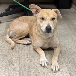 Shelter Stray Female Dog last seen Park Brook Place, San Diego, CA, 92114, 5500 Gaines St, San Diego, CA 92110, USA