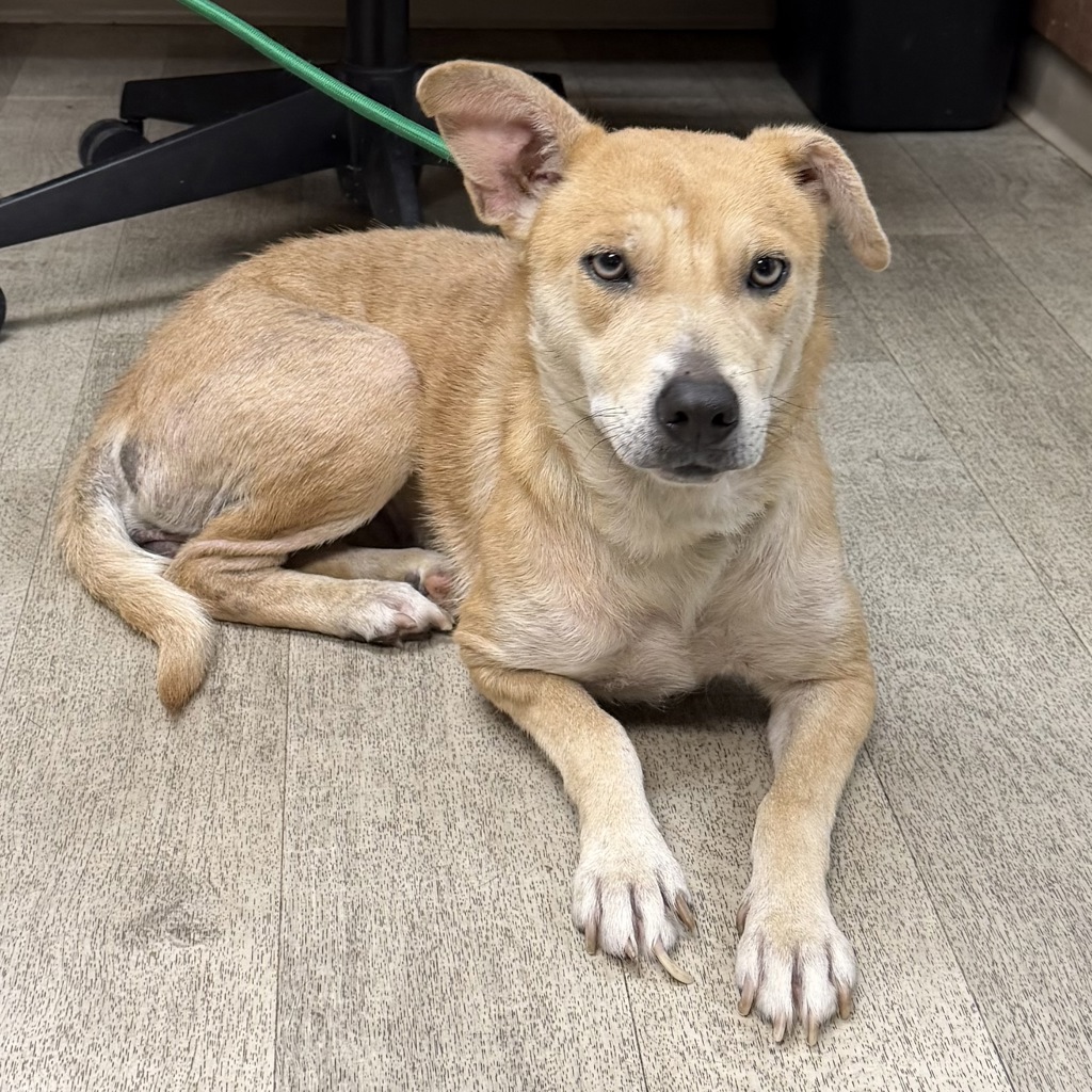 Shelter Stray Female Dog last seen Park Brook Place, San Diego, CA, 92114, 5500 Gaines St, San Diego, CA 92110, USA