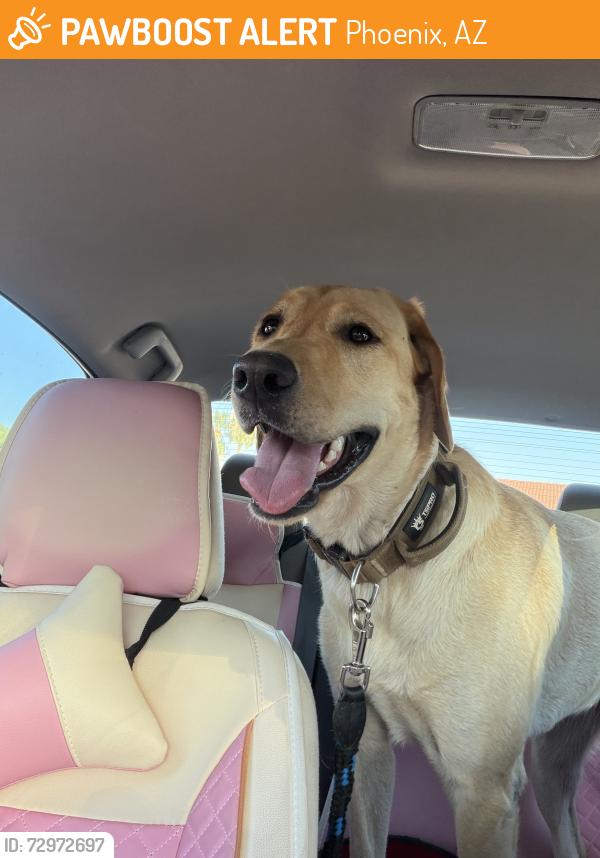 Found/Stray Female Dog last seen 70th St & Presidio, Phoenix, AZ 85254