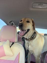 Found/Stray Female Dog last seen 70th St & Presidio, Phoenix, AZ 85254