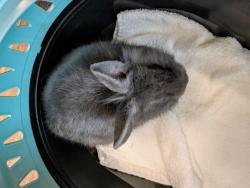 Shelter Stray Female Rabbit last seen Near Mallard Street, San Diego, CA, 92114, 5500 Gaines St, San Diego, CA 92110, USA
