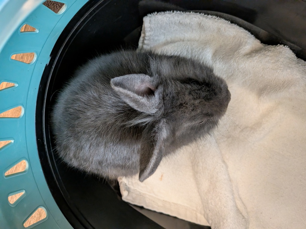 Shelter Stray Female Rabbit last seen Near Mallard Street, San Diego, CA, 92114, 5500 Gaines St, San Diego, CA 92110, USA