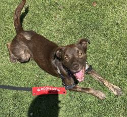 Shelter Stray Male Dog last seen Sr-905 E, San Diego, CA, 92154, San Diego, CA 92110