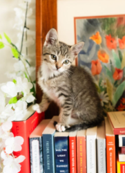 Shelter Stray Female Cat last seen Canal Road, San Pasqual, CA, 92082, Escondido, CA 92027