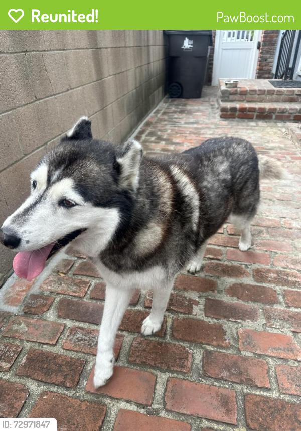 Reunited Female Dog last seen Carson and Clark , Long Beach, CA 90808