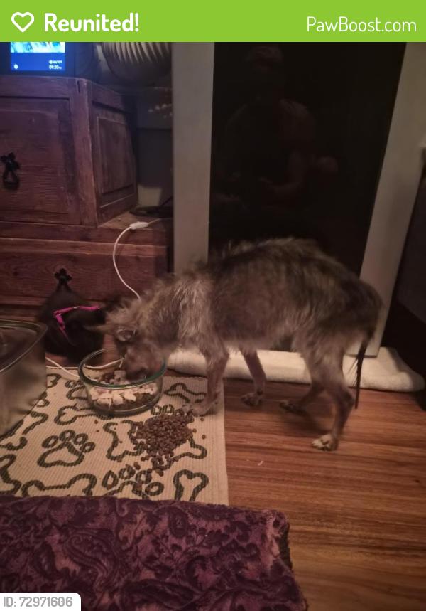 Reunited Female Dog last seen Seminole, Lake Park, FL 33403