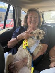Lost Male Dog last seen Buckeye Hills Road, Centerville, OH 45685