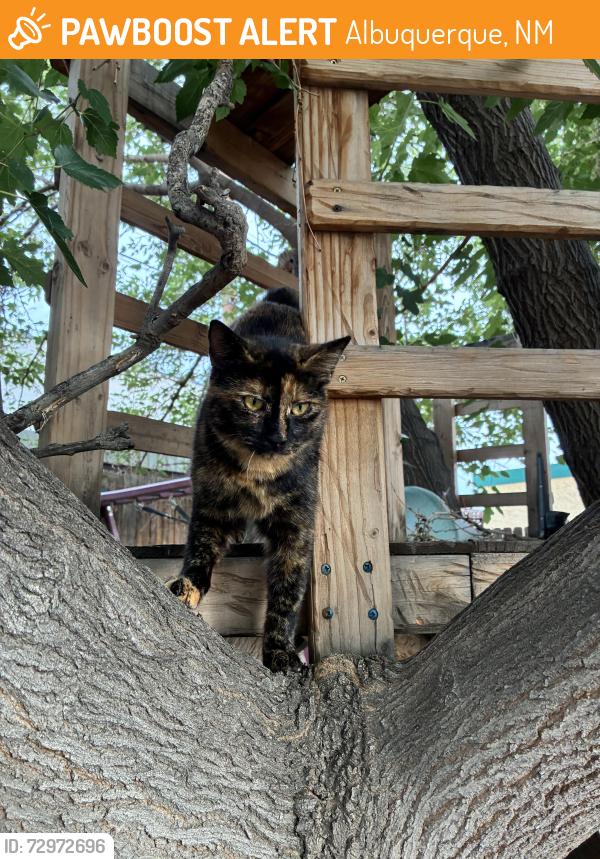 Found/Stray Unknown Cat last seen Carlisle and Montgomery NE, Albuquerque, NM 87109