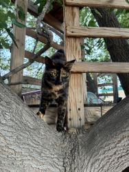 Found/Stray Unknown Cat last seen Carlisle and Montgomery NE, Albuquerque, NM 87109