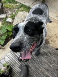 Reunited Male Dog last seen Saline, Rock Township, MO 63026