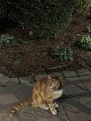Found/Stray Unknown Cat last seen Dayton and armitage, Chicago, IL 60614