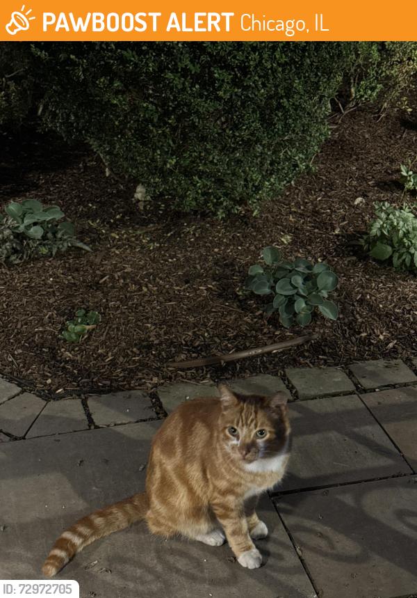Found/Stray Unknown Cat last seen Dayton and armitage, Chicago, IL 60614
