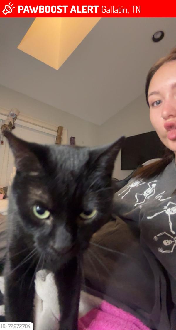 Lost Female Cat last seen Near Bothwell place, 109 Mcdonalds, across the street from Dutch bros on 109, Gallatin, TN 37066
