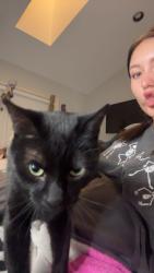 Lost Female Cat last seen Near Bothwell place, 109 Mcdonalds, across the street from Dutch bros on 109, Gallatin, TN 37066