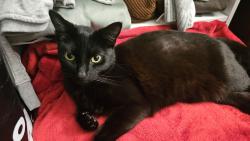 Reunited Female Cat last seen Guava street, Oxnard, CA 93033
