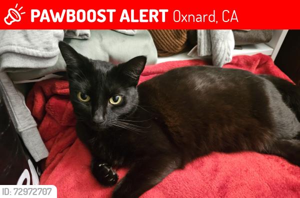Lost Female Cat last seen Guava street, Oxnard, CA 93033