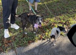 Found/Stray Unknown Dog last seen Carlotta rd w, Jacksonville, FL 32211