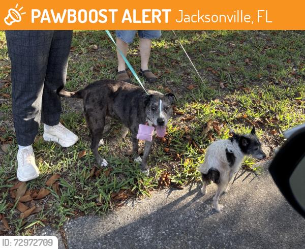 Found/Stray Unknown Dog last seen Carlotta rd w, Jacksonville, FL 32211
