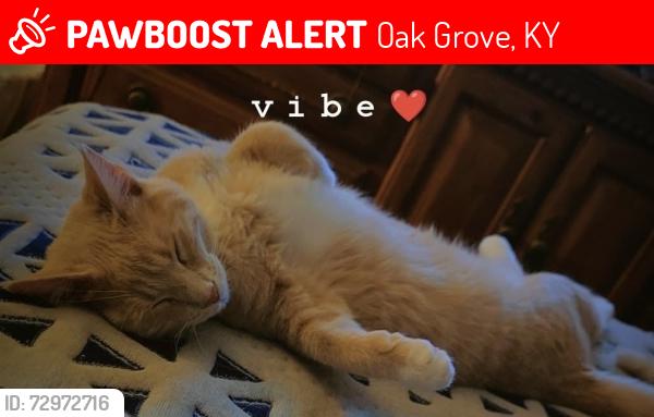 Lost Male Cat last seen He ran into the cornfield between Oak Grove Sonic and Valvoline, Oak Grove, KY 42262