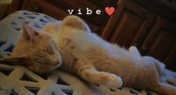 Lost Male Cat last seen He ran into the cornfield between Oak Grove Sonic and Valvoline, Oak Grove, KY 42262