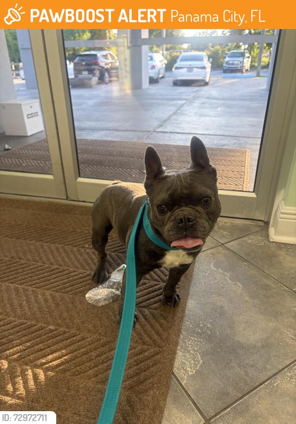 Found/Stray Male Dog last seen Thomas Drive and Benbow St, Panama City, FL 32408