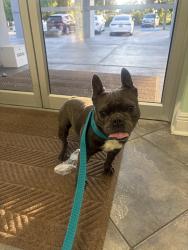 Found/Stray Male Dog last seen Thomas Drive and Benbow St, Panama City, FL 32408