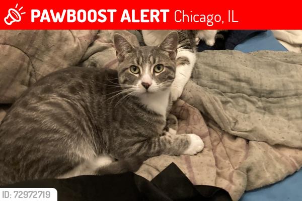 Lost Male Cat last seen Sunnyside and Central Park, Chicago, IL 60625
