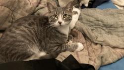 Lost Male Cat last seen Sunnyside and Central Park, Chicago, IL 60625