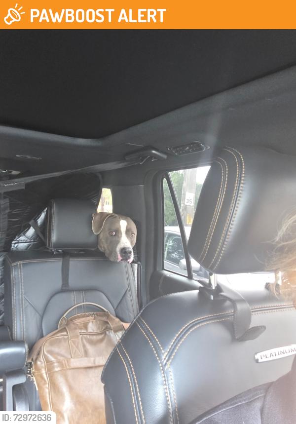 Found/Stray Male Dog last seen Sw 160 st sw 157 ave , Miami-Dade County, FL 33187