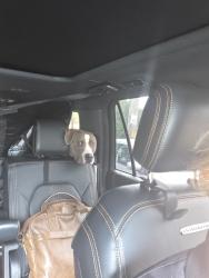Found/Stray Male Dog last seen Sw 160 st sw 157 ave , Miami-Dade County, FL 33187