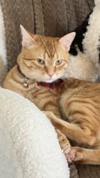 Lost Male Cat last seen Near yellow elder way, Kissimmee, FL 34758