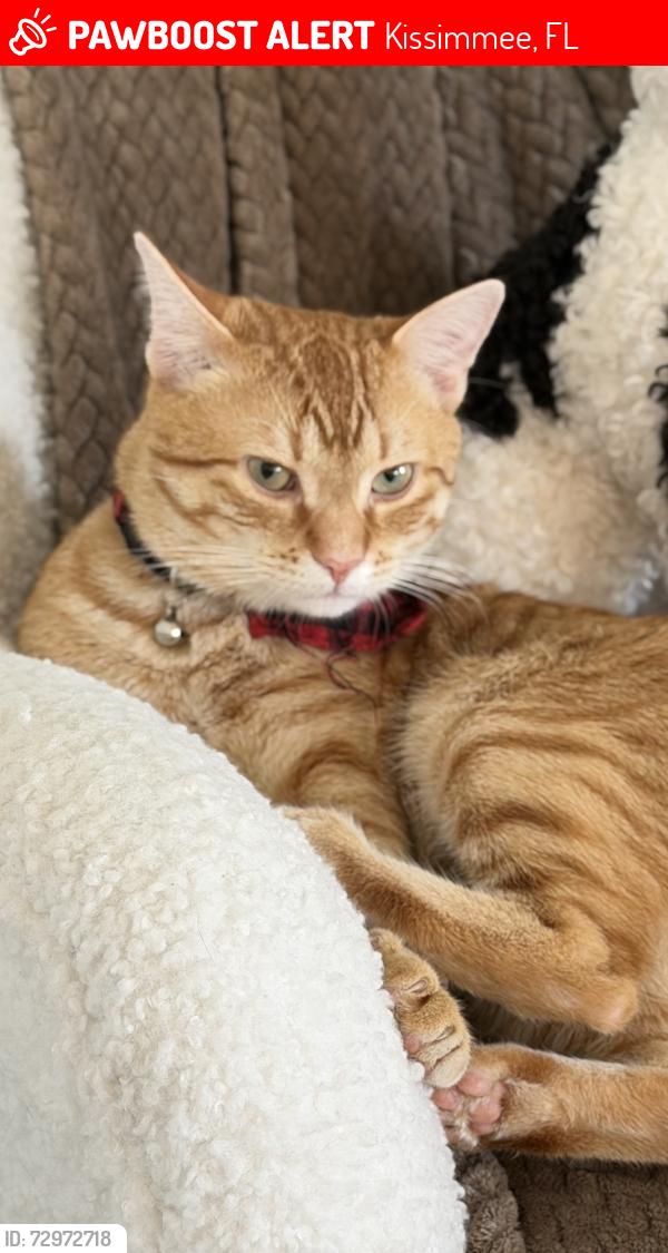 Lost Male Cat last seen Near yellow elder way, Kissimmee, FL 34758