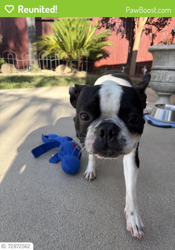 Reunited Male Dog last seen Found on Hidden Meadow Way near Palmerson , Antelope, CA 95843
